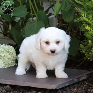Milo, Bichon Frise Puppy
